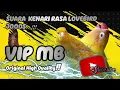 Download Lagu Suara Kenari Isian Lovebird Cocok Buat Masteran!!!