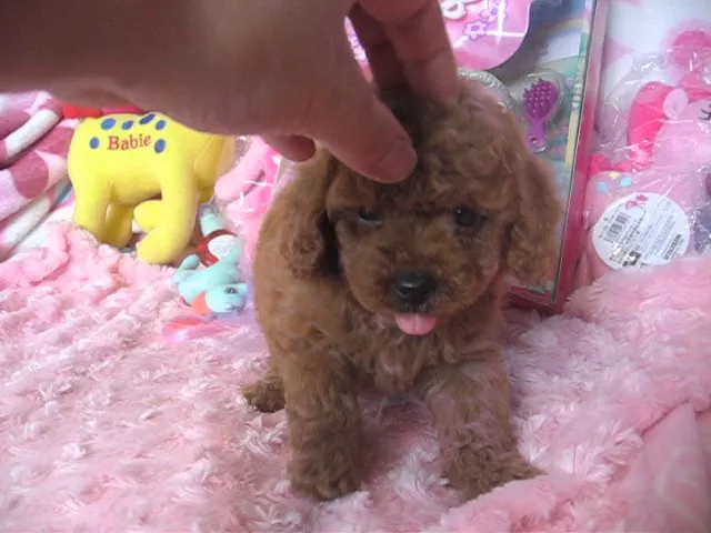 動画