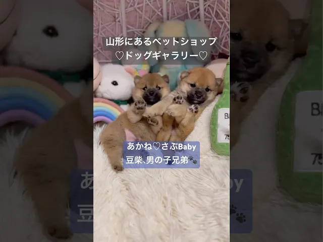 動画