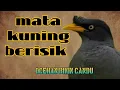 Lagu suara masteran jalak kebo mata kuning gacor, berisik total,bikin telinga berdering