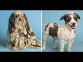 Vote for Bella Dog undergoes amazing transformation at Arizona animal rescue