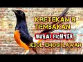 Lagu Kretekan Keras Dan Tembakan Murai Pastol Fighter 🔥 Memancing Emosi Lawan Ampuh 💯@dirutkicau4l 
