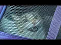 How to get an anxious cat into the carrier