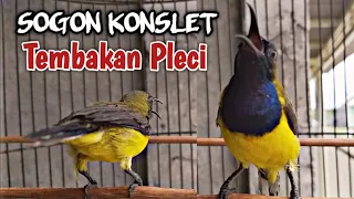 sogon konslet isian pleci sangat cocok untuk masteran sogon bahan