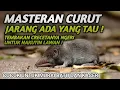 Download Lagu PALING DI CARI MASTERAN MURAI BATU | MASTERAN LEGEND | MATERI TEMBAKAN SUARA CURUT NYERECET PANJANG