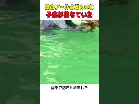 緑ににごったプールの真ん中に子鹿…おばあちゃんが服のまま入りました🦌  #shorts #動物救出 #鹿