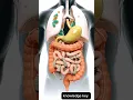 Download Lagu Digestive System Animation in 3D / Human Digestion Process Showing Parasites And Worms#shorts