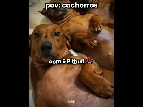 o cachorro ficou em choque kkkkk l #humor #engraçado #shorts #cachorro