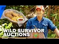 Download Lagu Survivor | WILD Auction Purchases | Paramount+