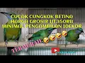 Download Lagu cucak cungkok Betina grosiran [ For sale minimal pembelian 10ekor].