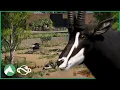 Building a Mixed African Species Habitat in the Elm Hill City Zoo Planet Zoo