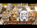 Download Lagu ESHAN JINORA SUDAH SETENGAH PERJALANAN HIDUPNYA ?! FLASHBACK PERJALANAN 4 HARIMAU DARI BAYI !