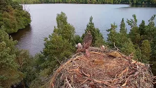 Live osprey nest camera at Loch of the Lowes Wildlife Reserve