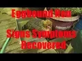 Eggbound Hen Symptoms Observed And After Recovered
