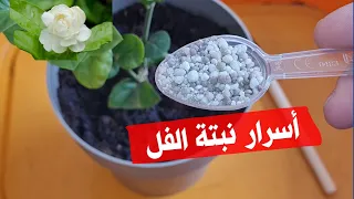 أسرار تزهير نبات الفل الرازقي و كيفية العناية به Arabian Jasmine الياسمين العربي 