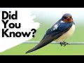 Things you need to know about SWALLOWS
