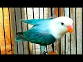 Download Lagu LOVEBIRD FIGHTER DURASI 1 MENIT TANPA JEDAH