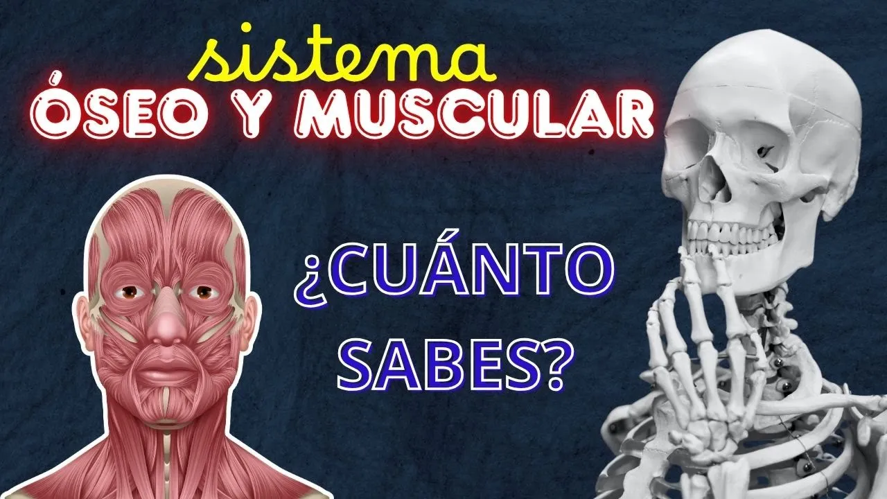 ¿Cuánto sabes del SISTEMA ÓSEO y MUSCULAR? 🦴💪 Test/Trivia/Quiz 🦴💀