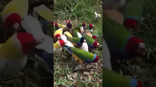 الكولدن فنش Golden Finch 