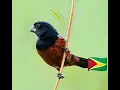 2024 Best Training Song For Towa Towa, Curio, Bullfinch, Chest_Bellied _Seed_Finch In Guyana
