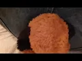 Jean farts on plushie