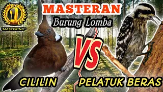 Download CILILIN VS PELATUK BERAS - Masteran Tembakan Terbaikk Sepanjang Masaaa || Masteran Sangg Jawaraa MP3