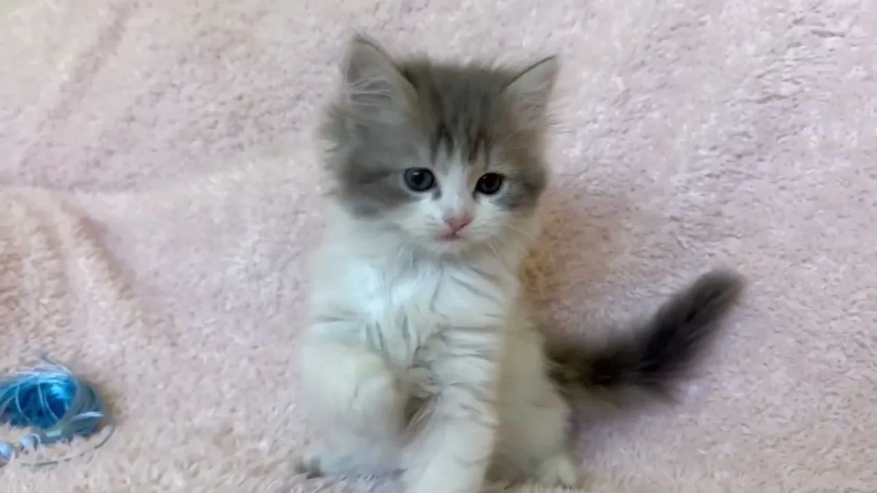 動画