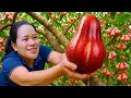 Download Lagu Harvesting Water Apples and Bring them to the Market to Sell | LTC -Free Bushcraft