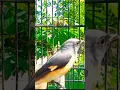 Download Lagu Burung Mantenan Mini Gacor