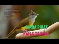Lagu SUARA PIKAT KAPAS TEMBAK