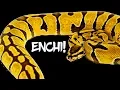 Enchi The number one most popular ball python morph