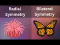 Symmetry Introduction Types Biology Bio Scholar