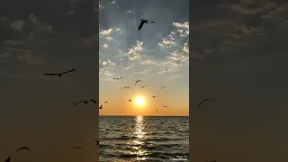 ياطير الغرام يامروح دندنها