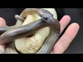 Papuan Pythons hatching Apodora Papuana