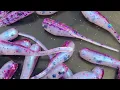 How To Make Purple Monkey Milk Crappie Baits
