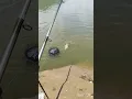 Lagu Hampala Waduk Gajah Mungkur #mancing #fishing #mancingmania