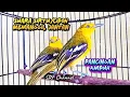 Download Lagu Suara Sirtu/cipoh betina gacor memanggil jantan, ampuh untuk pancingan pikat MP3