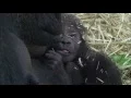 Download Lagu Sindy 24 (date in video is wrong) January 2016 @Artis with her newborn (born 21 January 2016)