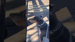 Science ..  #fyp #dream #vlog #doberman #pets