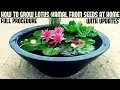 Download Lagu How to Grow Lotus Plant at Home With Updates( FAST N EASY METHOD)