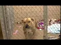 EMPTY THE SHELTER Fort Wayne Animal Care Control offering reduced adoption fees through Saturd