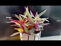 SUPER BEAUTIFUL Blood cockle plant. Precious medicinal plants that are easy Propagate