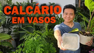 Calcário em vasos - É bom ou é cilada?