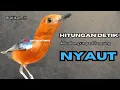 Download Lagu SUARA anis merah AMPUH buat PANCINGAN anis merah agar bunyi JADIKAN burung anis gacor EMOSI