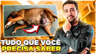 TUMOR DE MAMA EM CADELA - Tudo o que você PRECISA saber!