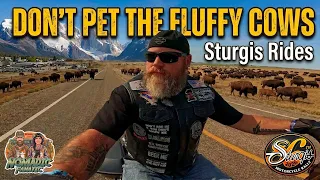 Wild Buffalo Pool Party Devils Tower A Biker Wedding