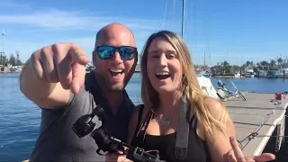 BV3: A New Breed of Geckos in the Keys!