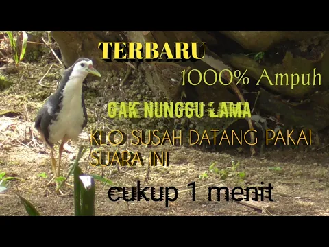 Download MP3 SUARA pikat ruak-ruak paling gacor ampuh...!!!/ Dijamin 1000%