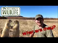 What ARE Prairie DOGS