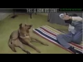 Top 10 FUNNIEST Gifs 2016